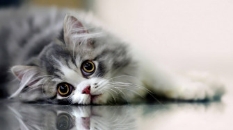 Cute Cat Wallpaper