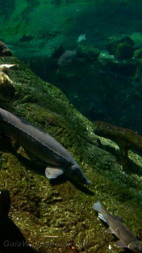 Sturgeon With Other Fishes Wallpaper Desktop