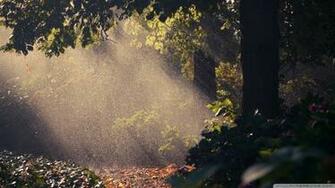 Forest Wallpaper Rain Summer Image