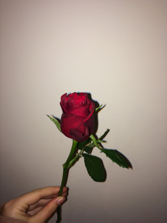 Red Rose Aesthetic Wallpaper On