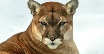 Best Cougar Wallpaper