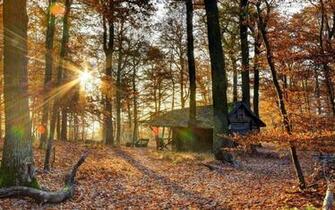 Abandoned Cabin In The Woods Wallpaper