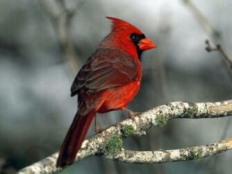 Lincah Cartoon Singing Birds Desktop Wallpaper