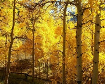 Fall Color Autumn Wallpaper No Desktop