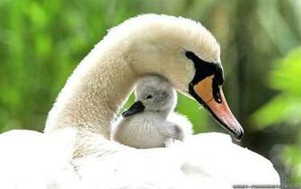 Swan Spring Animals Wallpaper Animal