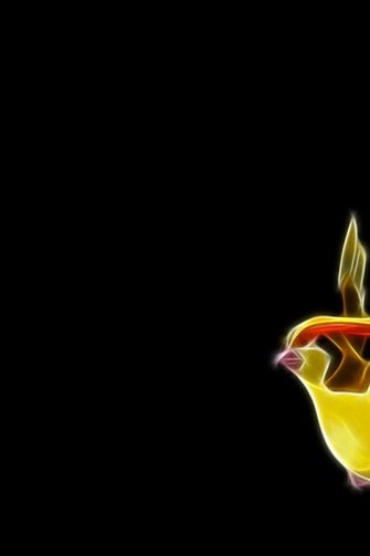 Pokemon Black Background Pidgeotto Tauboga Oely