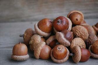 Acorn Nuts Related Keywords Suggestions Long Tail
