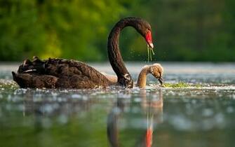 Black Swan Full HD Wallpaper And Background