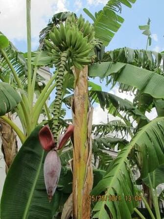Jackson Square Banana Tree Caretaking Couple