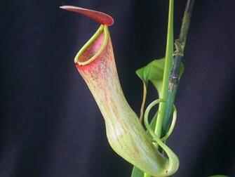 Nepenthes Khasiana Wikipedia