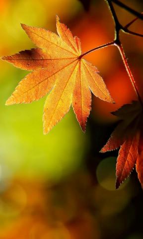 Mobile Phone Wallpaper HD Autumn Leaves