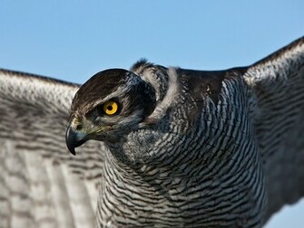 Quality Hunt Birds Of Prey Wallpaper Num X Kb