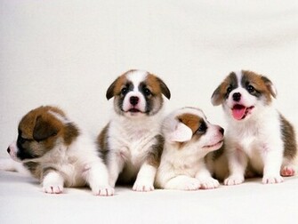 Lovely Puppies Wallpaper For Your Computer Desktop