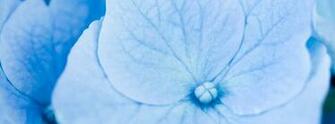 Amazing Flower Wallpaper To Add A Splash Of Color Your Devices