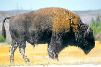 Buffalo Background