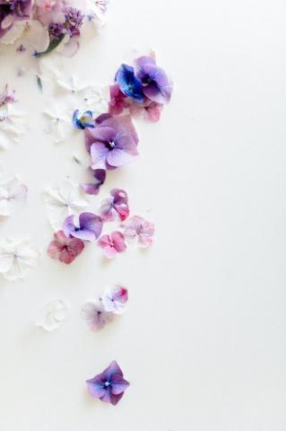 White And Purple Flower Petals Photo Image
