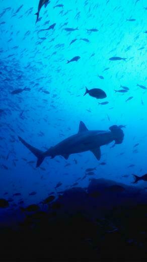 Shark Ocean Fish iPhone 3wallpaper Parallax Les Wallpaper