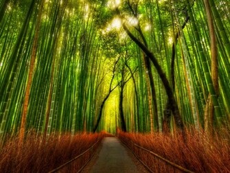 The Bamboo Forest Wallpaper Desktop