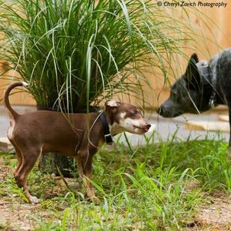 Worms In Dog Poop Image Wallpaper HD Fine