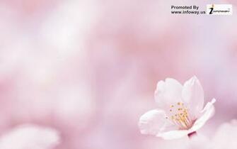 Pink Flower Wallpaper Spring Background