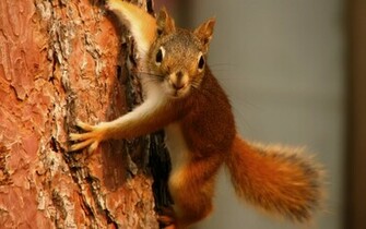 Wild Animals Wallpaper