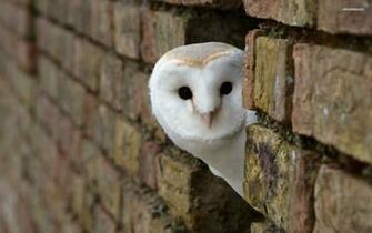 Owl Wallpaper