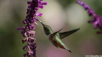 Hummingbird Wallpaper Smallest Hummingbirds