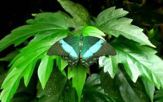 Green Butterfly