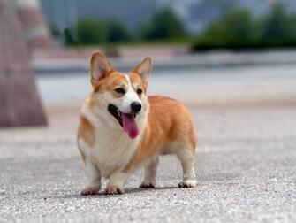 Welsh Corgi Wallpaper Background Image
