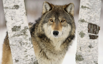 Wolves Wolf Behind A Tree