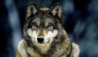 Lone Wolf HD Desktop Wallpaper High Definition Fullscreen