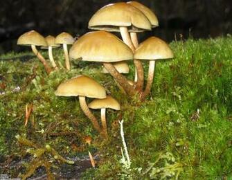 Bad Mushrooms Wallpaper Open Walls