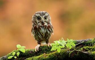 Cute Owl Wallpaper HD