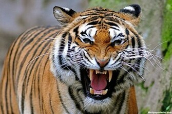 Angry Tiger Face Wallpaper Gallery