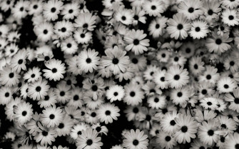 Daisies Black Aesthetic Laptop Wallpaper