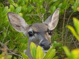 Wallpaper Pc Computer Deer