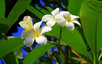 Tropical Flower Wallpaper