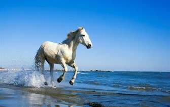 Can See White Horse Wallpaper Or Here