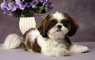 Adopt A Shih Tzu Dog HD Wallpaper Widescreen
