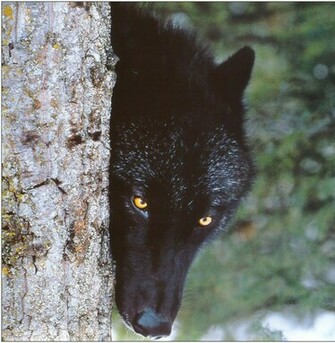 Black Wolf HD Wallpaper Desktop