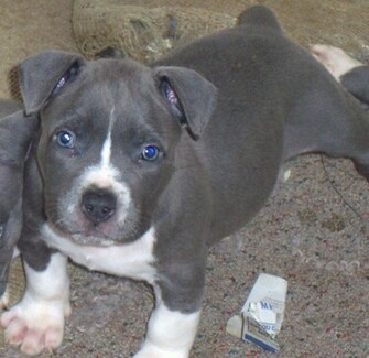 Pit Bull Vetor
