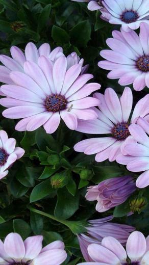 iPhone Purple Wallpaper Great Flowers