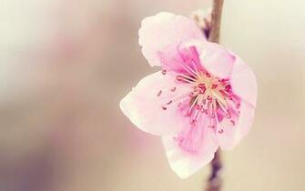 Elegant Floral Photography Amazing