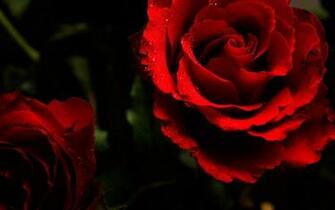 Red Rose Roses Wallpaper