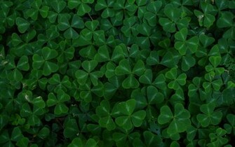 Clovers Wallpaper