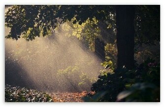 Summer Rain Forest HD Wallpaper For Standard Fullscreen Uxga