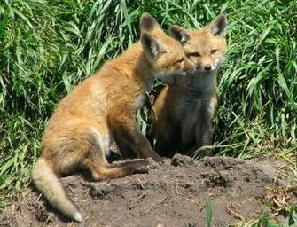Baby Foxes Wallpaper