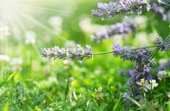 Spring Wallpaper Desktop HD