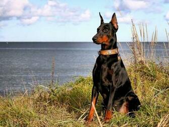 Doberman Wallpaper