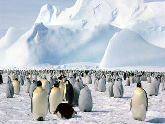 Emperor Penguin Wallpaper X Net